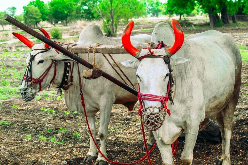 cows, indian cows, cattle, agriculture, village, farming, nature, animals, farm, livestock